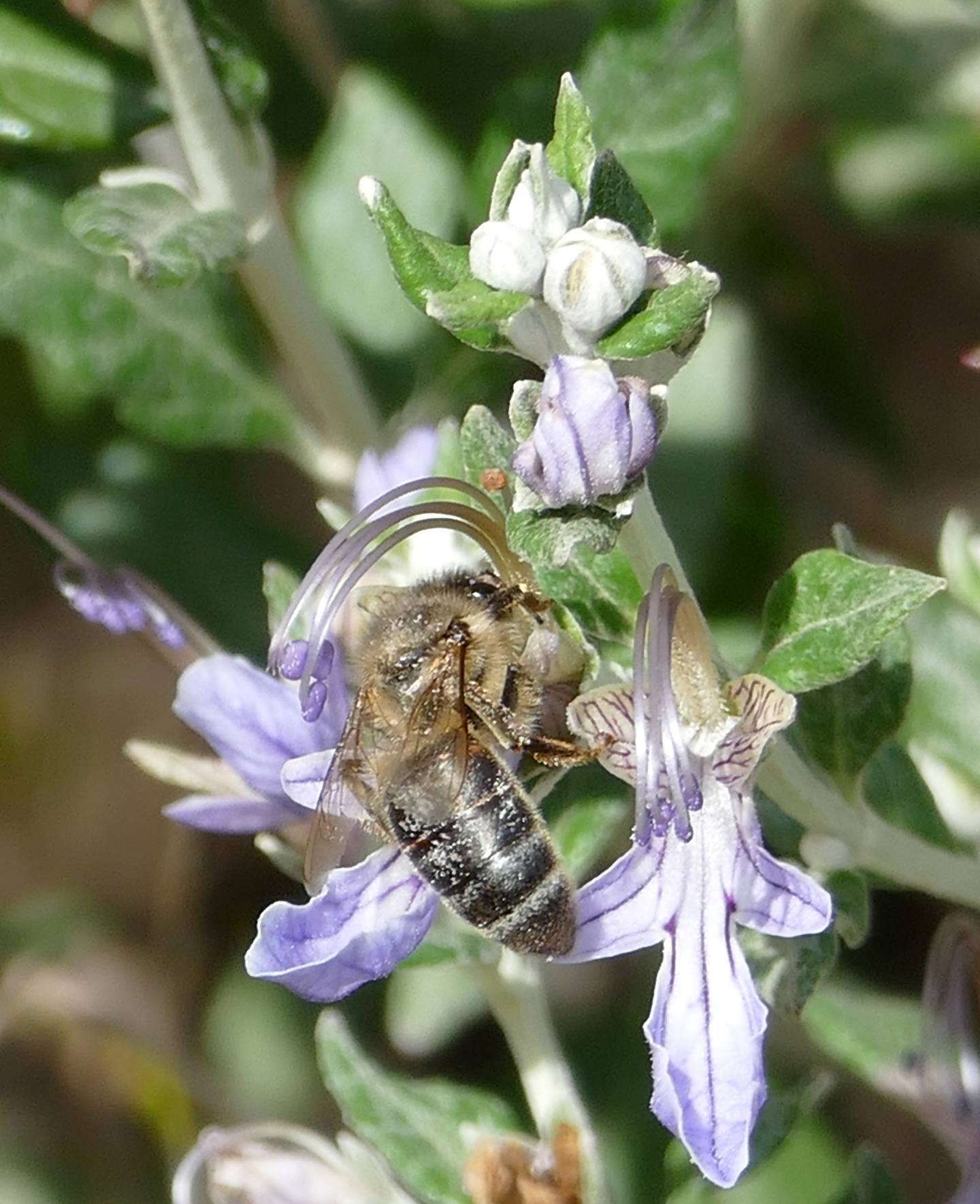 Apidae: Apis mellifera ssp. siciliana